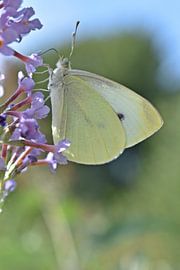 Cabbage white on a purple flower by Daphne van der straaten