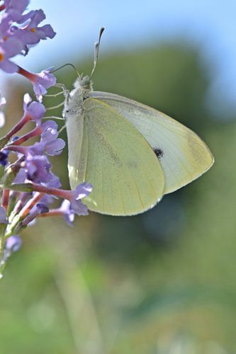 Cabbage white on a purple flower