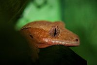 close up wimper gekko op een blad