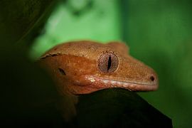 close up wimper gekko op een blad by dominic kanters