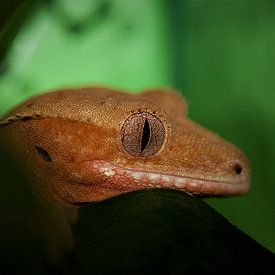 close up wimper gekko op een blad van dominic kanters