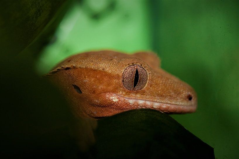 close up wimper gekko op een blad by dominic kanters
