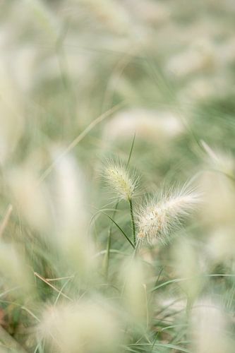 Middelpunt van het gras
