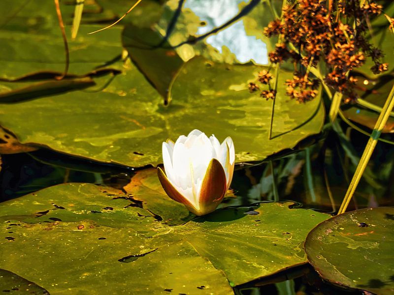 Waterlily/Holy Lotus by Eduard Lamping