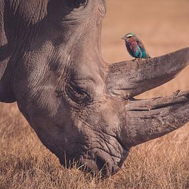 Rhinocéros avec oiseau en milieu naturel sur Designer