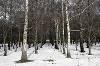 Rij van bomen in de sneeuw tijdens de winter in het bos in Nederland.
