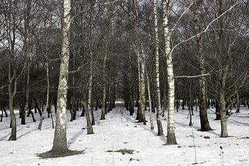 Rij van bomen in de sneeuw tijdens de winter in het bos in Nederland. van N. Rotteveel