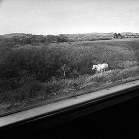 The White Horse by Henri Berlize