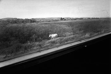 The White Horse van Henri Berlize