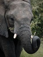L'éléphant d'Afrique de près