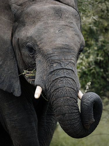 Afrikanischer Elefant aus nächster Nähe