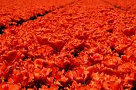 Een zee aan rode bloemen. van Corine Dekker thumbnail
