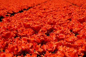 Une mer de fleurs rouges. sur Corine Dekker