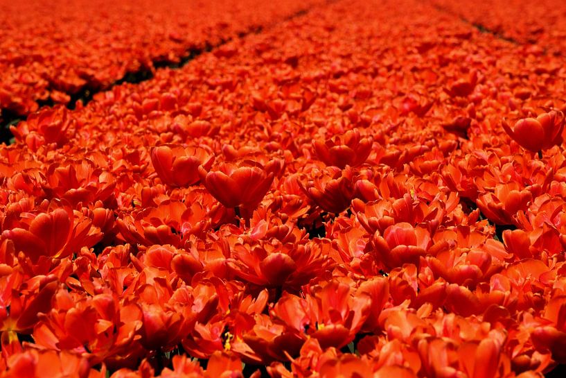 Een zee aan rode bloemen. van Corine Dekker