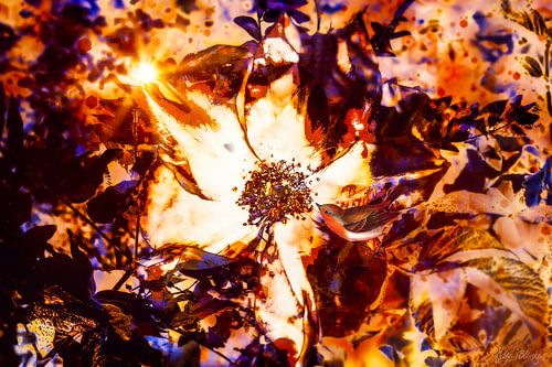 Rosarty, de roos en het vogeltje