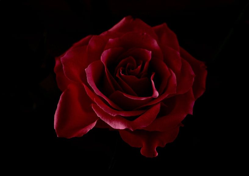 Portrait en gros plan d'une rose sur fond sombre par Beelden van Bo