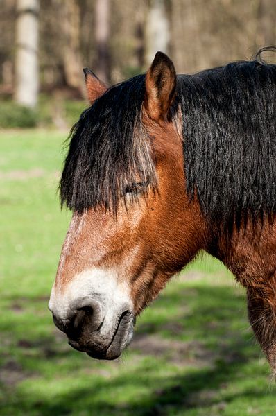 Belgisches Zugpferd von Loek Lobel