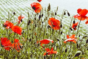 Mohnblumen (bearbeitet)