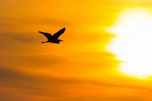 Reiher bei Sonnenaufgang.