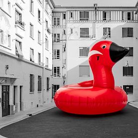 Duck in your neighbourhood? by ard bodewes