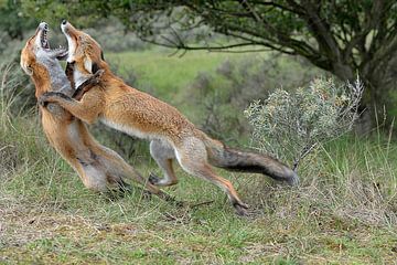 Fighting Red foxes in dunes at Vogelenzang (NL) by Linda Manzaneque