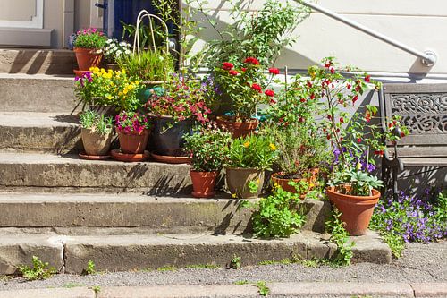Steps with flower pots