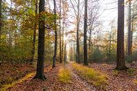 Autumn colours in the forest
