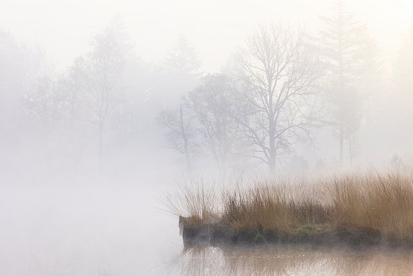 Fog during sunrise Dwingelderveld - Zandveen (Drenthe) Netherlands by Marcel Kerdijk