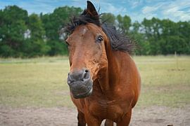 Trakehner Feldmeyer auf der Weide