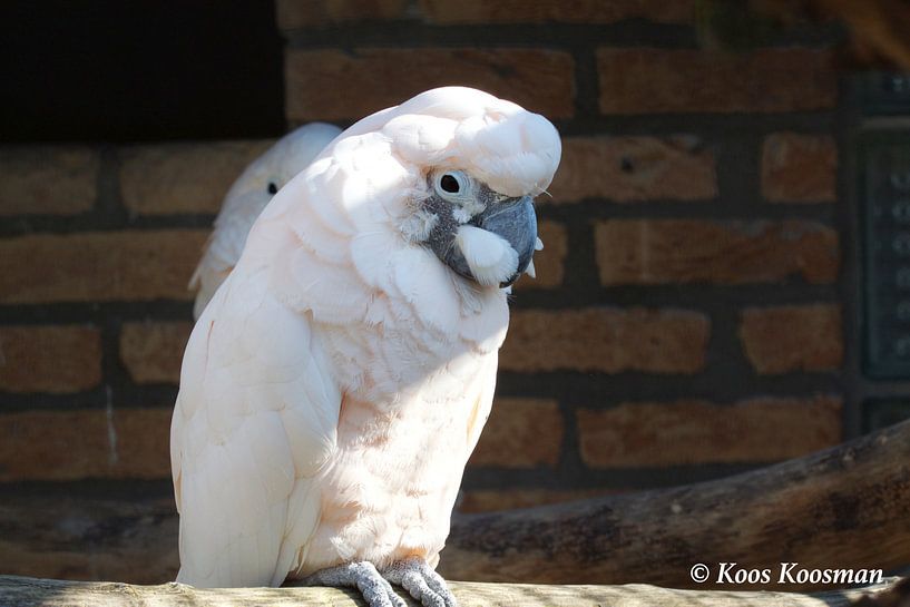 Kakaktua ofwel Kaketoe van Koos Koosman