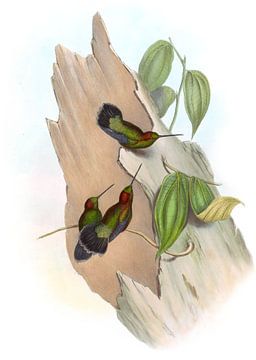 Green-fronted Lance-Bill, John Gould by Hummingbirds