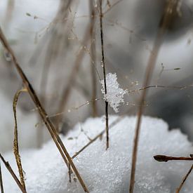 Sneeuw detail van Hans Hebbink