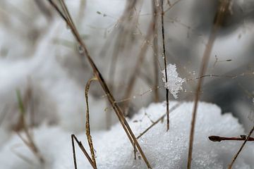 Sneeuw detail van Hans Hebbink