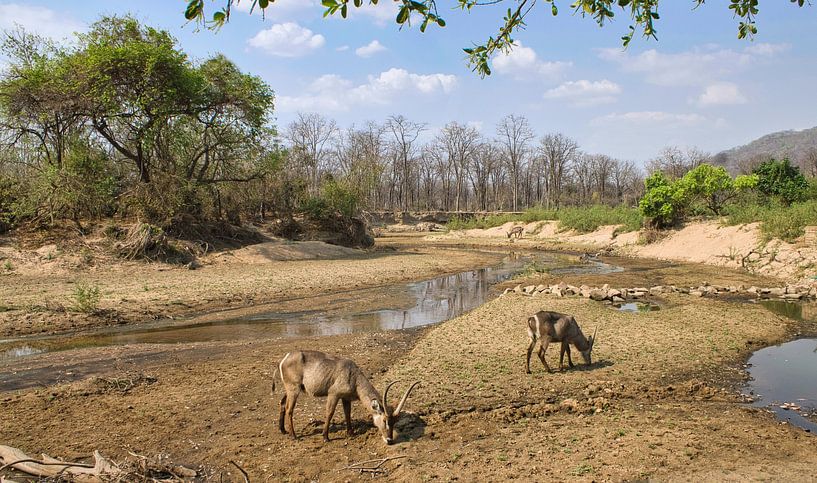Gazelles in the riverbed by Natuurpracht   Kees Doornenbal