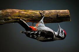 Bonte specht hangend van Wouter van Twillert