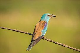 Rouleau, Rouleau européen, Coracias garrulus