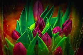 Garden tulip by David Krause