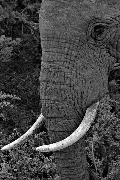 Elefant von Christiaan Van Den Berg