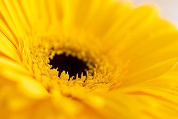 Bloemen - Gele Gerbera van Diana Gobert