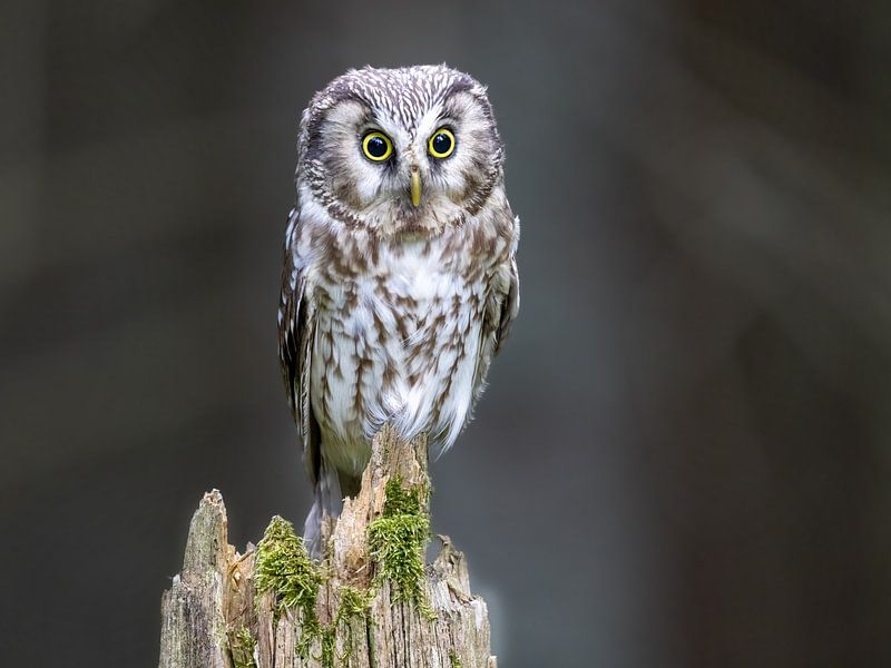 Chouette de Tengmalm dans la forêt par Manuel Weiter