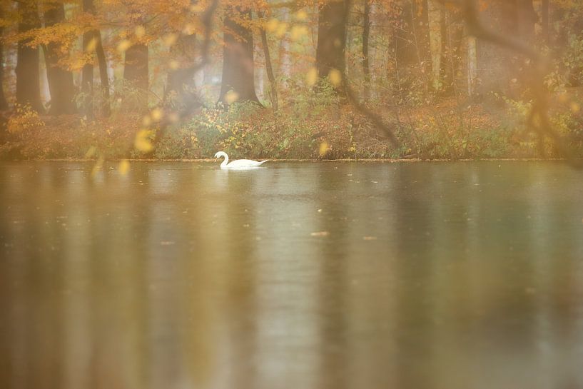 zwaan in herfstkleuren van gj heinhuis
