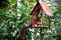 squirrel eats walnut