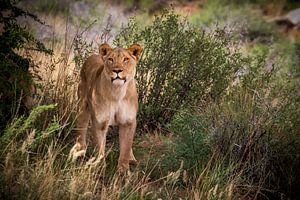 Leo