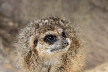 Curious meerkat by Vinanda Voncken