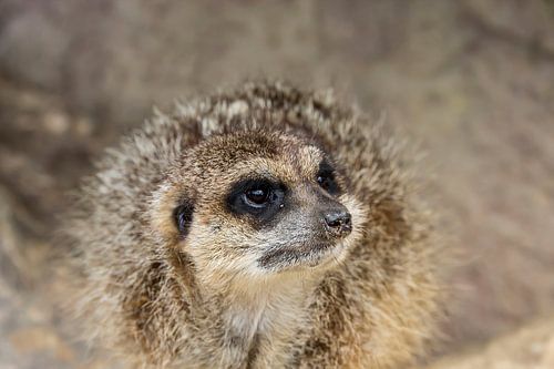 Suricate curieux sur Vinanda Voncken