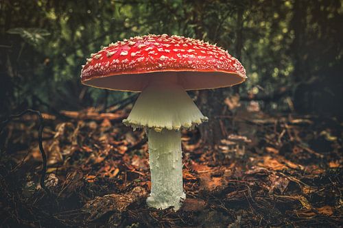 Vliegenzwam van rosstek ®