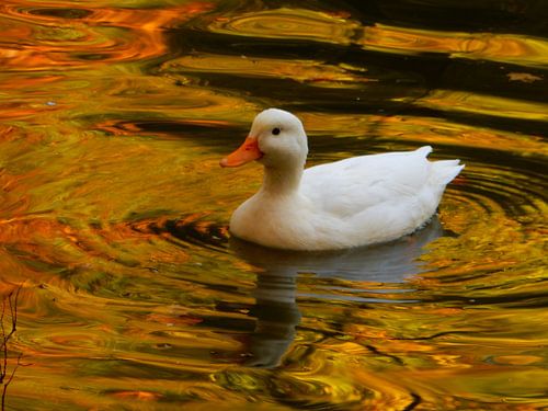 Witte eend op het water