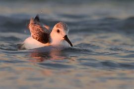 Vogel in de branding von Marcel Tuit