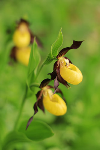 Gele vrouwenschoentje - Cypripedium calceolus in het natuurpark Obere Donau
