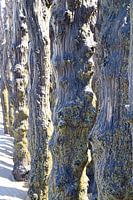 Tidal art: Wooden Poles on the Coast of Saint-Malo
